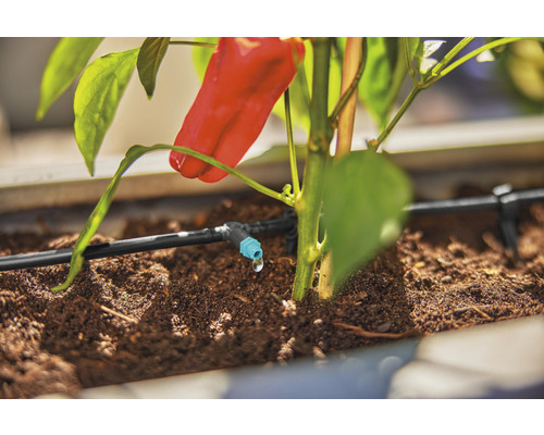 Système d''irrigation avec plant de poivron en pot