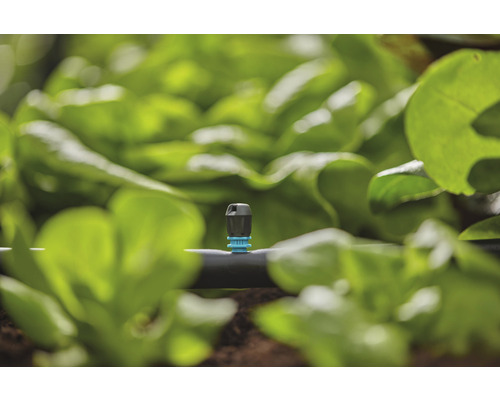 Système d''irrigation goutte à goutte dans le jardin avec des plants de salade