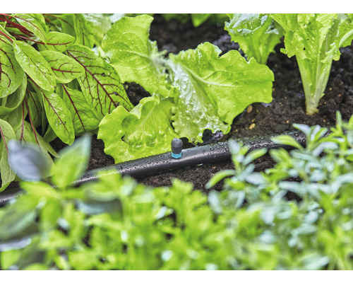 Système d''irrigation goutte à goutte utilisé dans un potager avec des laitues