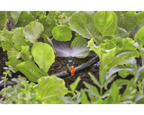 Système d''arrosage dans un potager avec des plants de salade