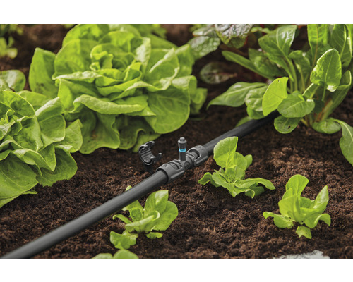 Système d''irrigation dans un parterre de jardin avec des plants de salade
