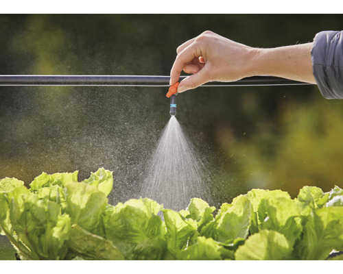 Arrosage de jardin avec tuyau d''égouttement et buse de pulvérisation au-dessus des têtes de laitue