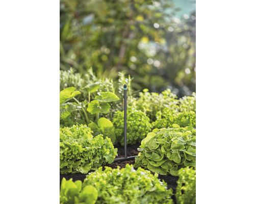 Système d''irrigation de jardin entre des plants de salade dans un jardin.