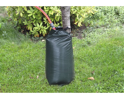 Baumbewässerungssack am Baum mit Wasserschlauch im Garten.