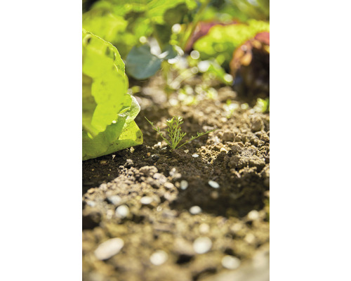 Gemüsegarten mit Salat und jungen Pflanzen in der Erde