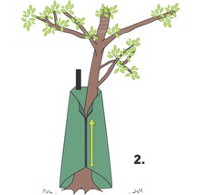 Illustration d''un arbre avec un sac de protection contre le gel et une flèche indiquant la direction de la fermeture éclair.