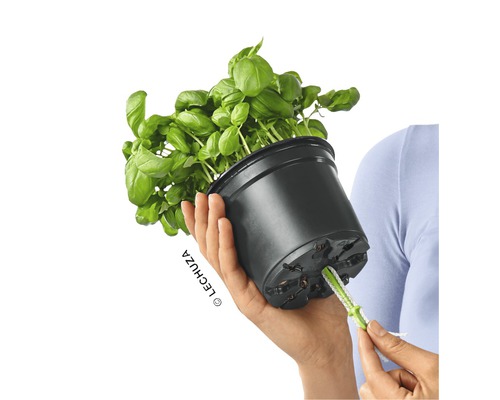 Basilic en pot avec système d''irrigation dans la main