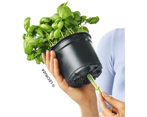 Plant de basilic en pot noir avec système d''irrigation