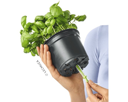 Basilic dans un pot de fleurs noir avec système d''irrigation à la main