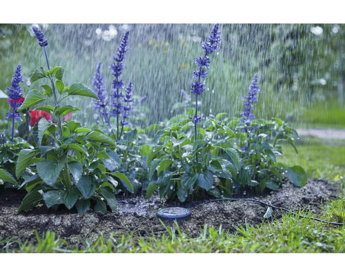 Système d''irrigation pour plantes dans le jardin sous la pluie