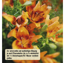 Nahaufnahme von orangefarbenen Lilienblüten mit Pflanzeninformationen