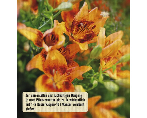 Nahaufnahme von orangefarbenen Lilienblüten mit Pflanzeninformationen