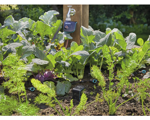 Potager avec chou, carottes et irrigation automatique