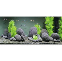 Aquarium avec décoration en pierres et plantes et poissons