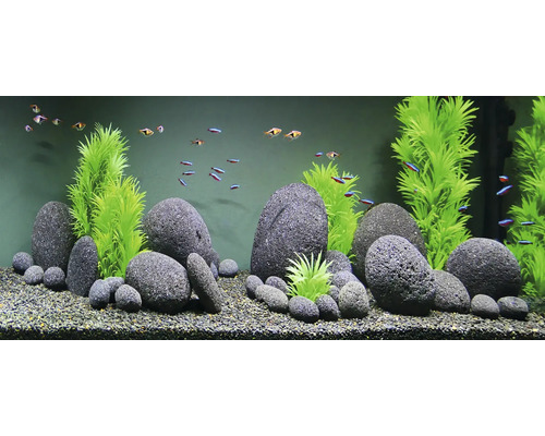 Aquarium avec décoration en pierres et plantes et poissons