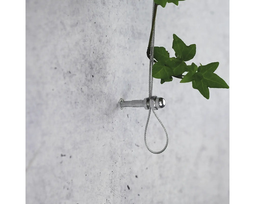 Système de fixation pour plantes sur un mur