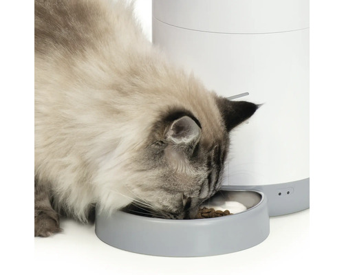 Chat mangeant dans un distributeur automatique de nourriture