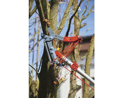 Baumschnitt mit einer Astschere an einem Baum
