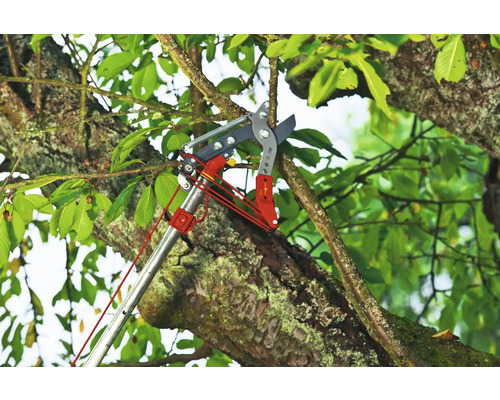Astschneider im Einsatz an einem Baum