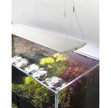 Aquarium avec plantation et éclairage