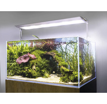 Aquarium avec plantes, racines et éclairage