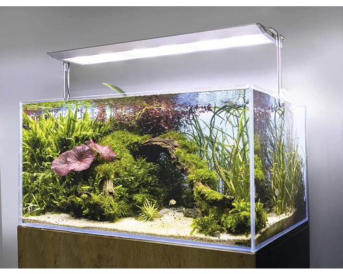 Aquarium avec plantes, racines et éclairage