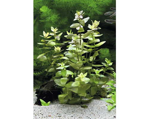 Plante aquatique d''aquarium avec des feuilles vertes dans l''aquarium