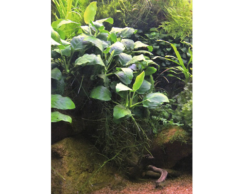Aquarium avec plantes et décorations