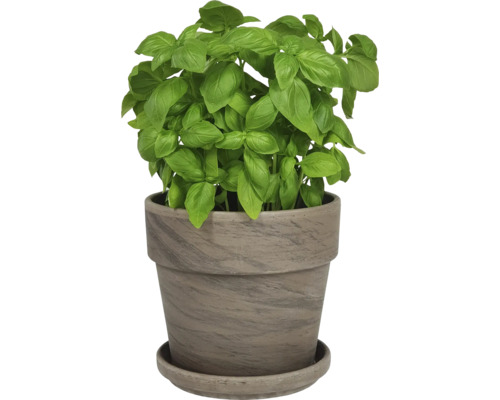 Plant de basilic en pot