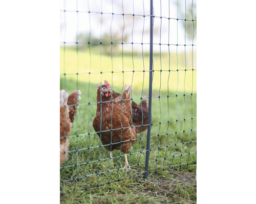 Braunes Huhn hinter einem Geflügelzaun auf einer Wiese