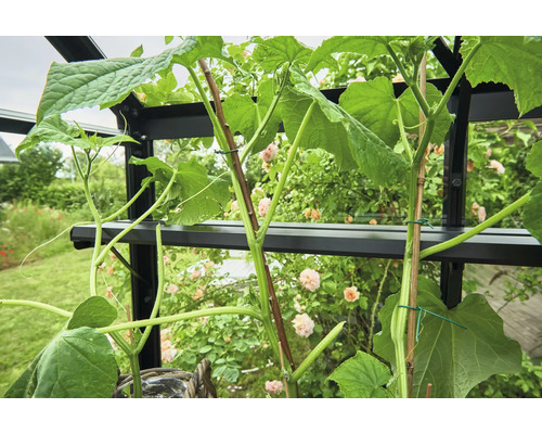 Plant de concombre en serre avec matériel de support