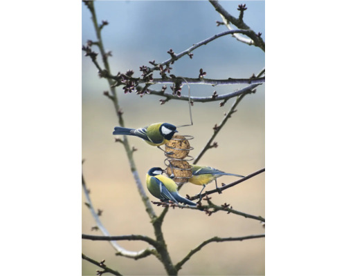 Drei Meisen fressen an einem Futterspender auf einem Baum