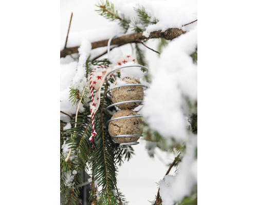Vogelknödel im Halter an einem Baum befestigt