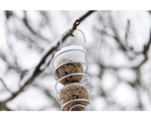 Zwei Meisenknödel in spiralförmigem Halter mit Schnee am Zweig befestigt