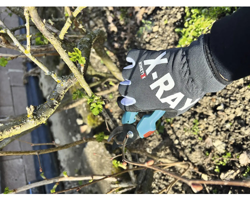 Une main avec un gant de jardin coupe une branche avec un sécateur.