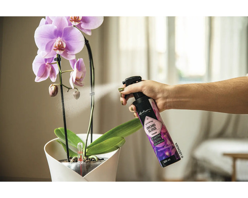 Une personne vaporise un orchidée avec un spray d''entretien pour orchidées.