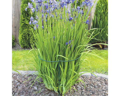 Iris-Pflanzen mit Pflanzenstütze im Garten
