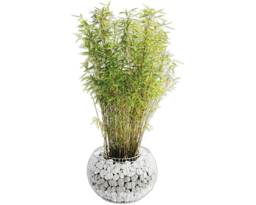 Bambus im Topf mit Steinen