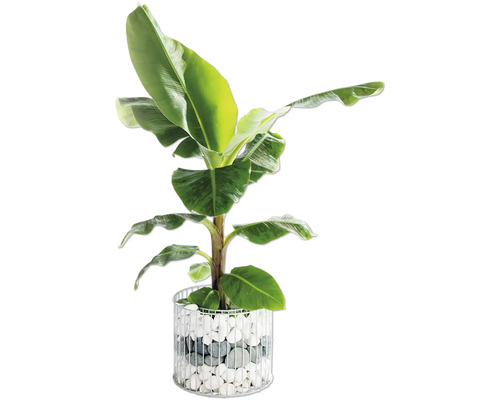 Banane im Dekotopf mit Steinen