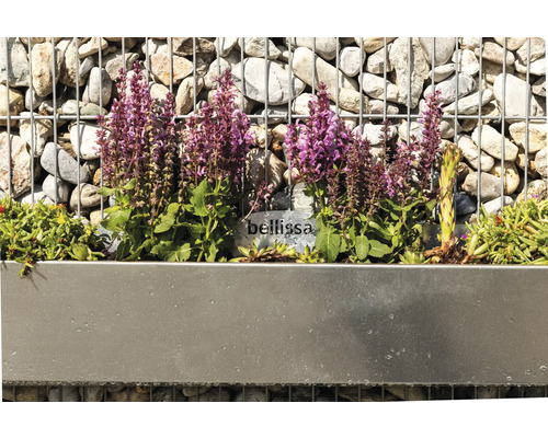 Mur de gabions avec insert métallique planté et fleurs de lavande