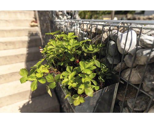 Fraise dans un pot de fleurs sur un mur de gabions