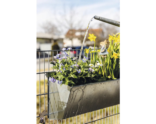 Jardinière en métal sur clôture avec jonquilles et arrosoir