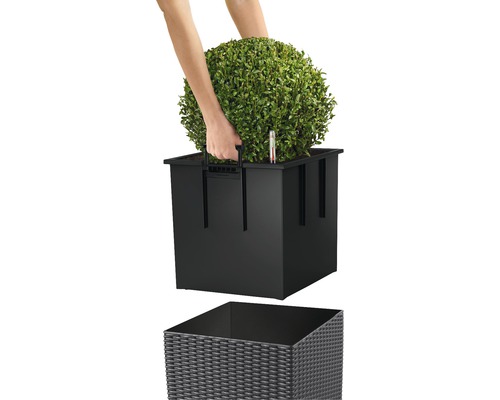 Une personne place un buis sphérique dans un bac à plantes noir avec système d''irrigation