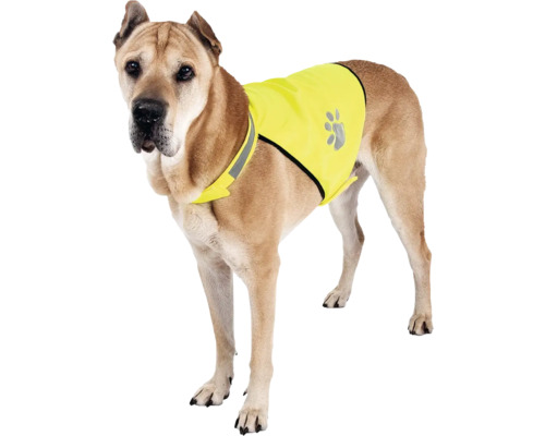Hund mit Sicherheitsweste für bessere Sichtbarkeit