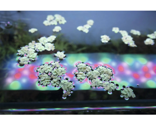 Schwimmende Wasserpflanzen im Aquarium