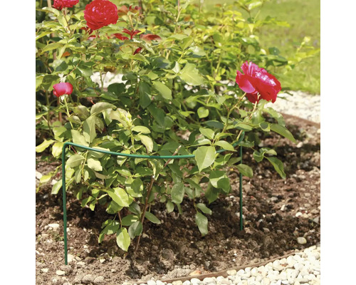 Rose mit Pflanzenstütze im Gartenbeet