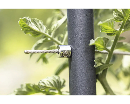 Gros plan d''un système de support pour plantes avec câble en acier et clip de fixation