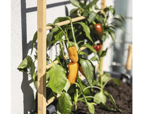Pflanze mit Paprika an einem Holzspalier