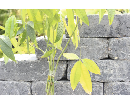 Junger Baum vor einer Mauer