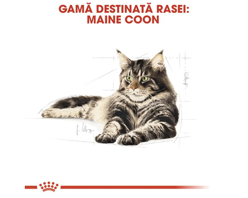 Illustration de chat Maine Coon